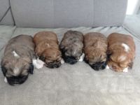 Welpen Chihuahua-Pekinese