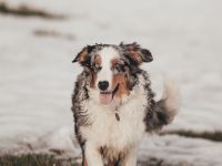 Australian Shepherd Blue Merle Hündin