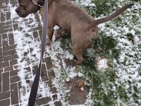 Alternativ Bulldogge