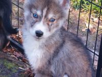 Husky Welpen suchen liebevolle und verantwortungsvolle neue Besitzer