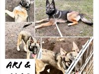 BELUSKY Belgischer Schäferhund Malinois x Siberian Husky Hund Welpen 6m NUR NOCH 1 Hündin & 1 Rüde
