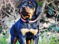 Dobermann - Dalmatiner Mix Welpen, 3 Rüden