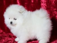 Fabelhafter 4 Pomeranian-Zwergwelpen