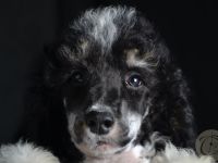 Particolor Grosspudel Königspudel puppies