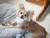 Chihuahua Hündin 13 Monate Jung sehr Lieb geimpft entwurmt in gute Hände abzugeben