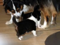 Australian Shepherd Welpen