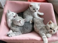 Britisch Kurzhaar Kitten (BKH), A-Wurf, reinrassig abzugeben