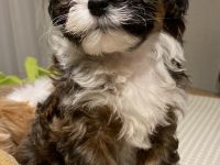 Lovly little dog