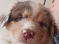 Wunderschöner Wurf Australian Shepherd Welpen