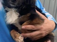 Kleiner Charly sucht ein Zuhause