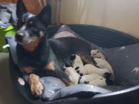 Australian Cattle Dog Welpen