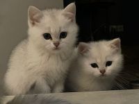 Bkh-Kitten mit Stammbaum in Silvershaded