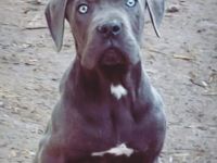 Cane Corso Welpen abzugeben