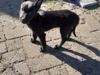 Malinois/Belgischer Schäferhund