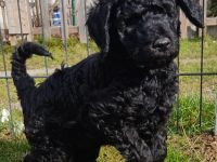 Königspudel Großpudel Welpen