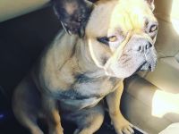 Französische Bulldogge Dame