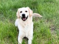 Golden Retriever (Deckrüde)