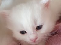 3 wunderschöne weiße kitten