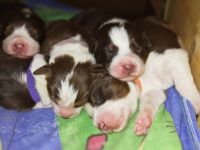 Australian Shepherd Welpen suchen aktiven Partner/in