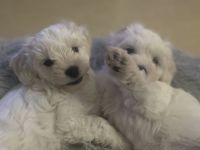 Malteser Welpen