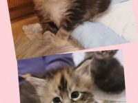 3 zuckersüße Maine Coon Kitten aus seriöser Hobbyzucht