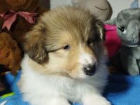 Langhaar Collie Welpen v VDH Züchter Ahnentafel