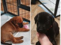 Labrador Ridgeback Mix Welpen