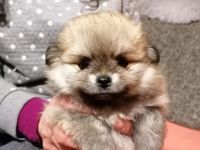 Pomeranien zwergspitz  babys