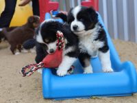 Mini / Minature Australien Shepherd Welpen am 3.4.24 geboren