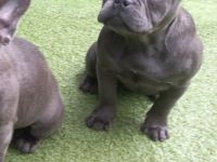 Französische Bulldoge Blaue Welpen!