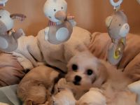 Kleine Yorkshire Golddust Welpen