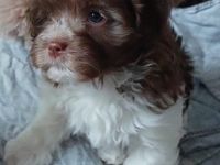 Havaneser Welpen chokolate suchen liebe Menschen