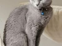Russische blaue Katze
