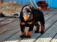Black and Tan Coonhound-Welpen