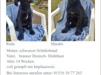 Welpen abzugeben