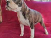 Boston terrier Hündin