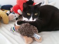 Kastrierter Kater abzugeben (Freigänger)