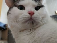 Katzen suchen dringend ein neues Zuhause