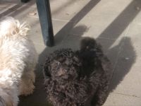 Bolonka+Pudel =Doodle=Bollipoo Welpen.