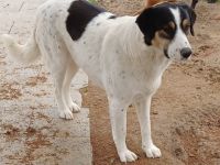 HÜNDIN PINA, weiblich noch in Griechenland