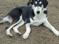 Junghündin June / derzeit noch in Griechenland