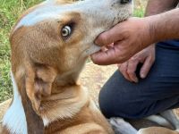 Rüde MO, männlich noch in Griechenland