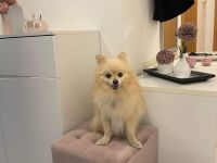 Zwergspitz zu verkaufen