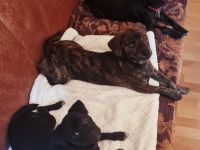 Chihuahua-Podengo Portugues Pequeno Mixe