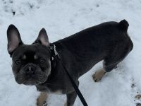 Französische bulldogge 7monate alt