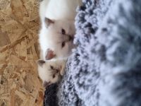 Bkh kitten bluepoint