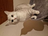 British Kurzhaar BKH Katerchen