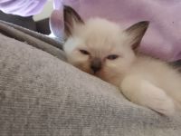 Wir haben heilige birma kitten abzugeben  .