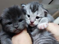 Zauberhafte  Main Coon Kitten