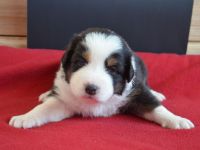 Australian Shepherd Welpen